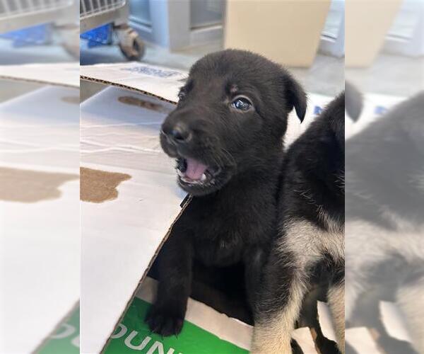 Medium Photo #1 Labrador Retriever-Unknown Mix Puppy For Sale in San Antonio, TX, USA