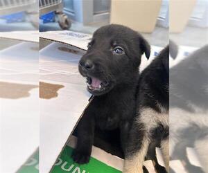 Labrador Retriever-Unknown Mix Dogs for adoption in San Antonio, TX, USA