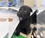 Small Labrador Retriever Mix