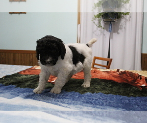Poodle (Standard) Puppy for sale in EVART, MI, USA