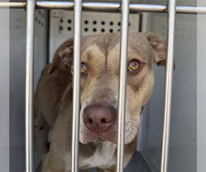 Mutt Dogs for adoption in Sacramento, CA, USA