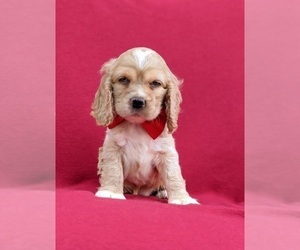 Cocker Spaniel Puppy for sale in DELTA, PA, USA