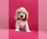 Small Photo #1 Cocker Spaniel Puppy For Sale in DELTA, PA, USA