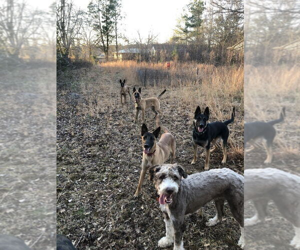 Medium Photo #7 Mutt Puppy For Sale in Imlay City, MI, USA