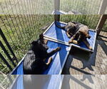 Small #4 German Shepherd Dog