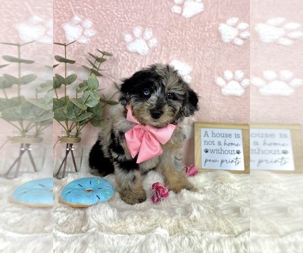 Medium Photo #4 Bernedoodle (Miniature) Puppy For Sale in NOBLESVILLE, IN, USA