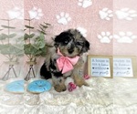 Small #3 Bernedoodle (Miniature)