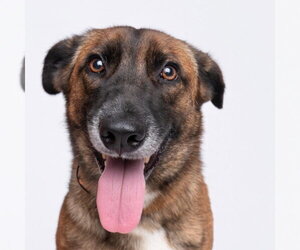 Mutt Dogs for adoption in Imlay City, MI, USA