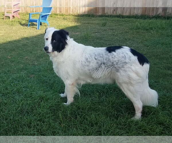 Medium Photo #32 Aussie Pyrenees Puppy For Sale in Houston, TX, USA