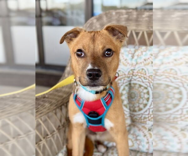 Medium Photo #2 Mutt Puppy For Sale in Mundelein, IL, USA