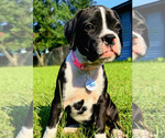 Puppy Itty Bitty Boxer