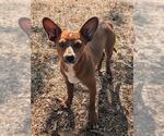 Small Chihuahua Mix