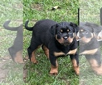 Small Photo #2 Rottweiler Puppy For Sale in HUNTINGTN STA, NY, USA