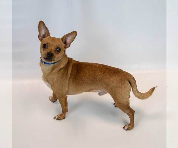Medium Photo #2 Chihuahua Puppy For Sale in Kennesaw, GA, USA