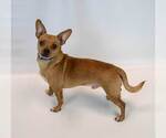 Small #1 Chihuahua