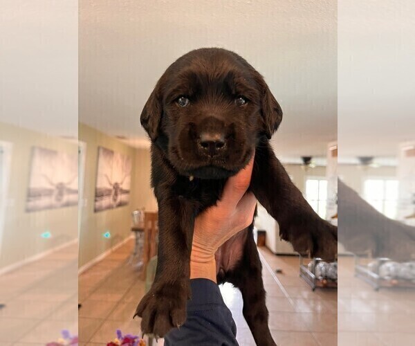 Medium Photo #4 Golden Labrador Puppy For Sale in PORT ORANGE, FL, USA