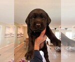 Small Photo #4 Golden Labrador Puppy For Sale in PORT ORANGE, FL, USA