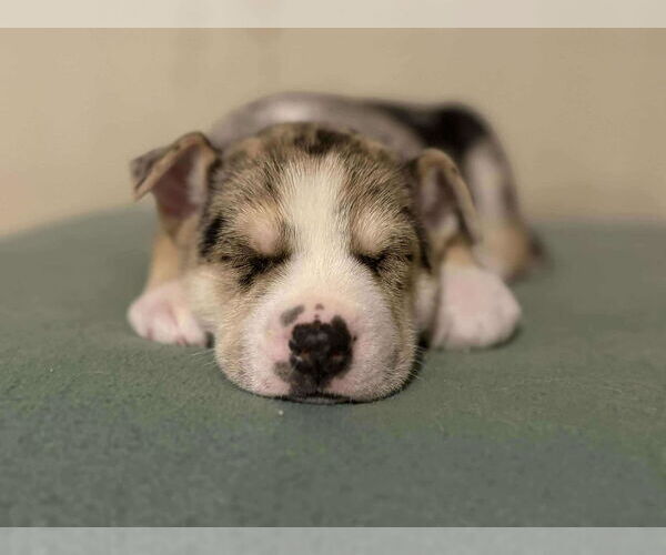 Medium Photo #4 Siberian Husky-Unknown Mix Puppy For Sale in Gretna, NE, USA