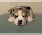 Small #3 Siberian Husky Mix