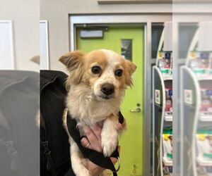 Chihuahua Dogs for adoption in Rancho Cucamonga, CA, USA