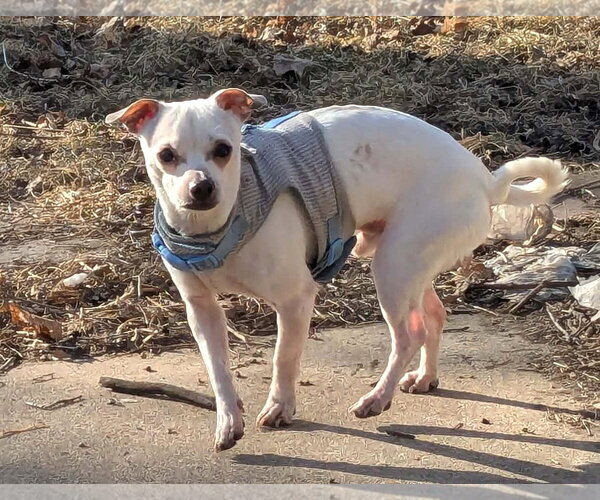 Medium Photo #3 Chihuahua Puppy For Sale in Westmont, IL, USA