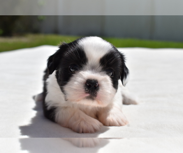 Medium Photo #5 Shih Aussie Puppy For Sale in PALM COAST, FL, USA