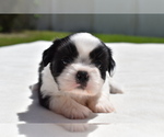 Small #4 Shih Aussie