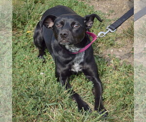 Luna - Female Mutt Dog for Adoption - Photo #5