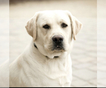 Small Photo #57 Labrador Retriever Puppy For Sale in MURRIETA, CA, USA