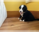 Small Photo #29 Border Collie Puppy For Sale in KANSAS CITY, MO, USA