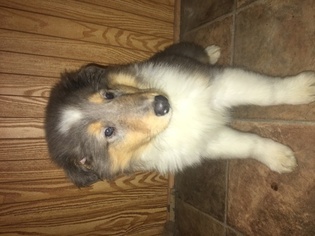 Collie Puppy for sale in DANA, IN, USA