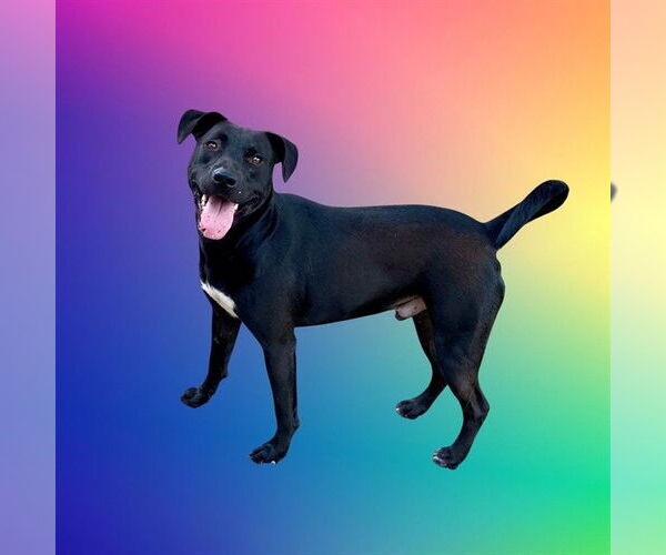 Medium Photo #1 American Pit Bull Terrier-Unknown Mix Puppy For Sale in Conroe, TX, USA