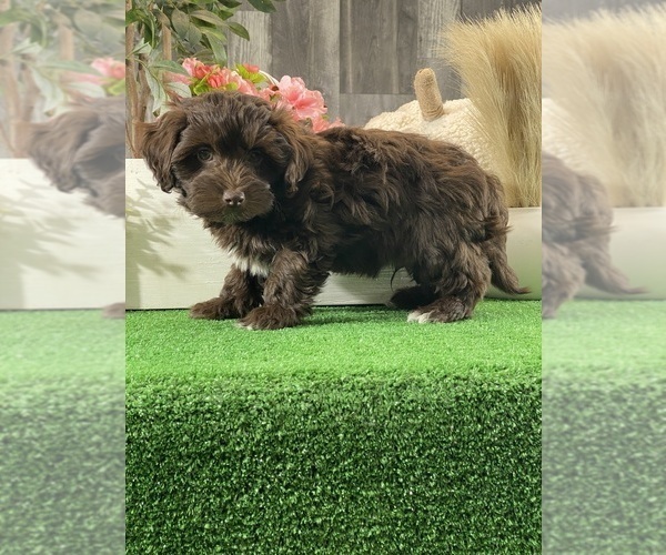 Medium Photo #3 Havanese Puppy For Sale in CANOGA, NY, USA