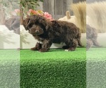 Small #2 Havanese