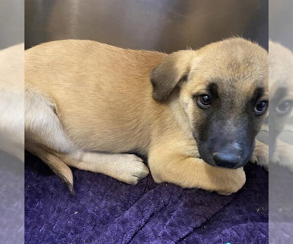 Medium Photo #1 Mutt Puppy For Sale in Modesto, CA, USA