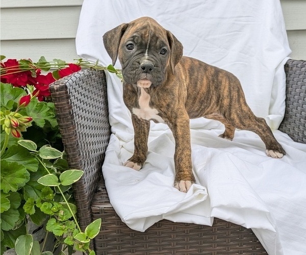 Medium Photo #8 Boxer Puppy For Sale in GOSHEN, IN, USA