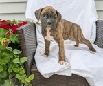 Small Photo #64 Boxer Puppy For Sale in GOSHEN, IN, USA