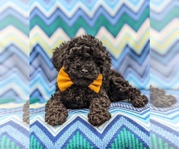 Medium Photo #5 Poodle (Miniature) Puppy For Sale in BIRD IN HAND, PA, USA