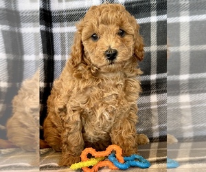 Goldendoodle (Miniature) Puppy for sale in ALGOMA, WI, USA