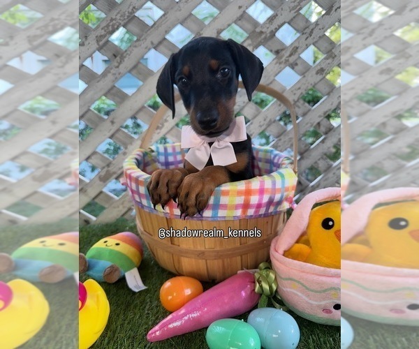 Medium Photo #1 Doberman Pinscher Puppy For Sale in HOLLYWOOD, FL, USA