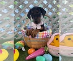 Puppy Green collar Doberman Pinscher