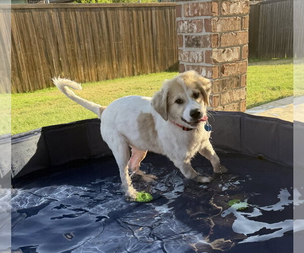 Medium Photo #5 Great Pyrenees-Unknown Mix Puppy For Sale in Dallas, TX, USA