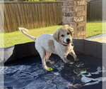 Small #4 Great Pyrenees Mix