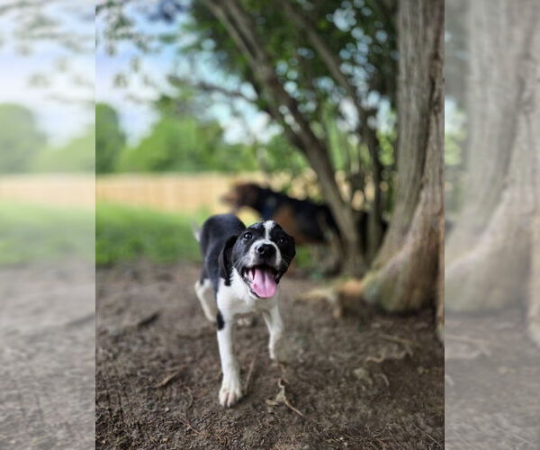 Medium Photo #2 Borador Puppy For Sale in Aurora, IN, USA