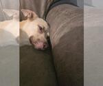 Small #1 Labrador Retriever Mix