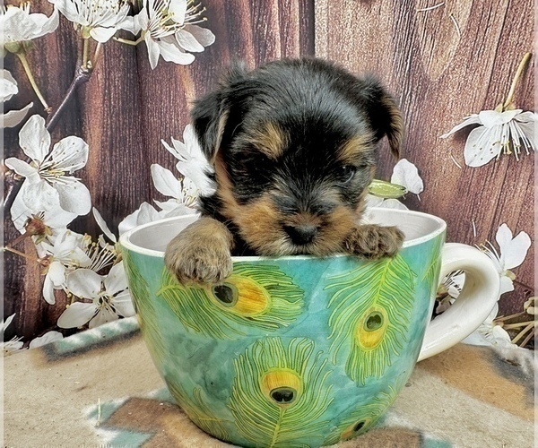 Medium Photo #24 Yorkshire Terrier Puppy For Sale in CASSVILLE, MO, USA