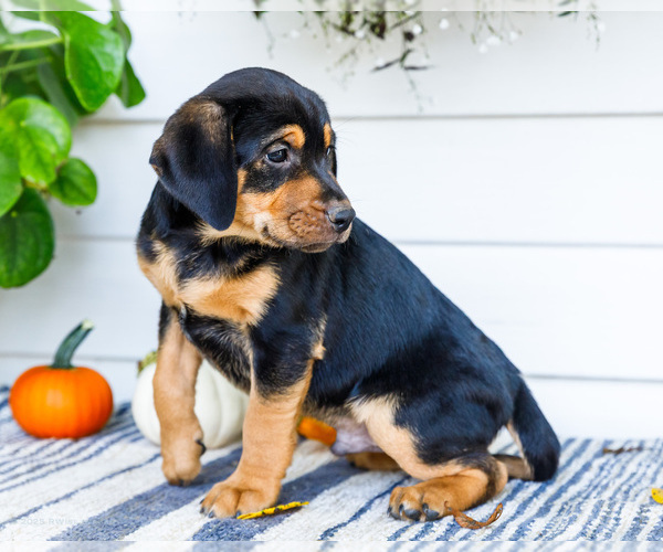 Medium Photo #2 Golden Retriever-Jack Russell Terrier Mix Puppy For Sale in WAKARUSA, IN, USA