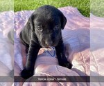 Small Photo #4 Labrador Retriever Puppy For Sale in MURRAY, IA, USA