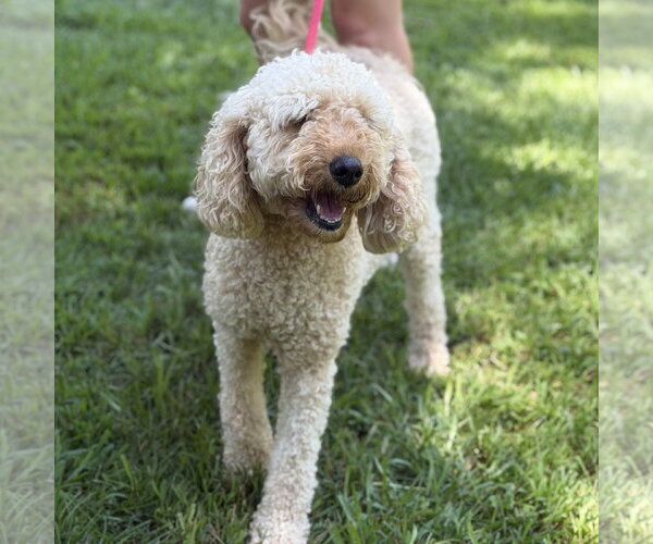 Medium Photo #4 Mutt Puppy For Sale in Yardley, PA, USA