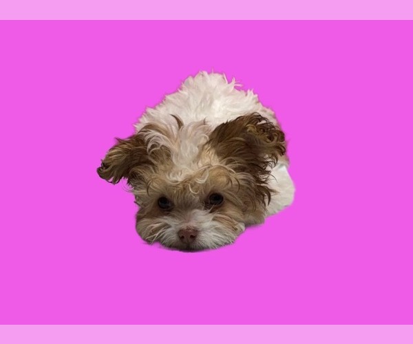 Medium Photo #5 Maltipoo (Miniature) Puppy For Sale in SAN ANTONIO, TX, USA